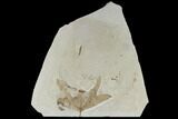Fossil Maple (Acer) Leaf - Green River Formation, Utah #118030-1